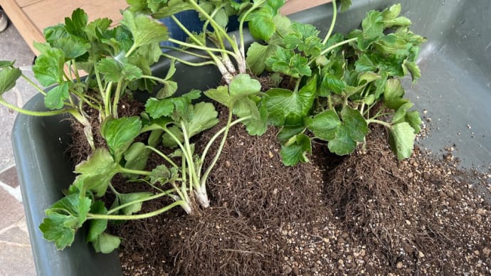 植え付け失敗のラナンキュラスラックスを急いで植え替え