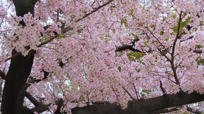 4月3日の桜風景とキュウリグサ