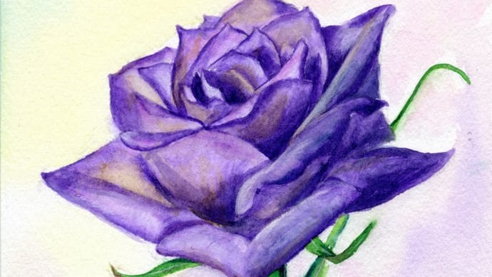紫のバラ（透明水彩）　＆　チーの料理修行
