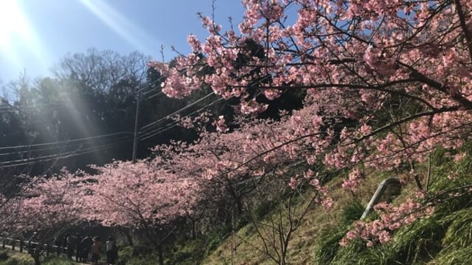 千葉県 鋸南町 頼朝桜