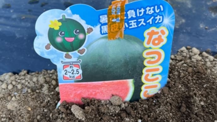 夏野菜の定植