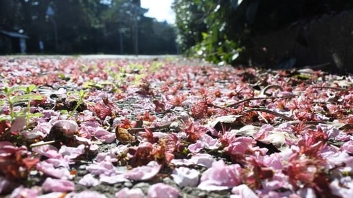 「雪割桜」も終花に