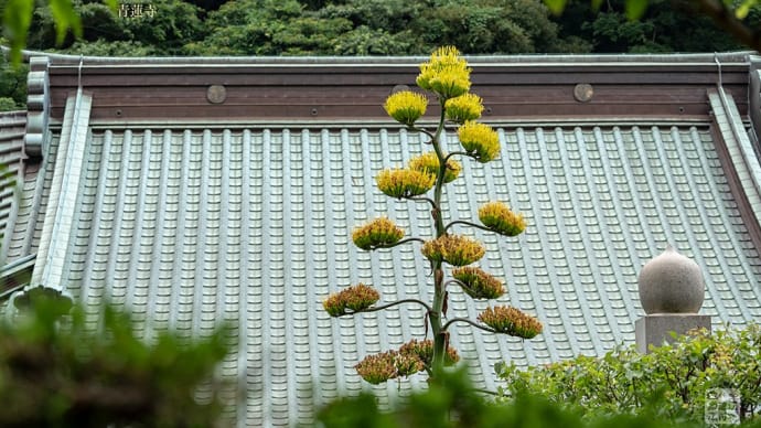 気高い貴婦人【青蓮寺】今年も鎌倉で見られた竜舌蘭