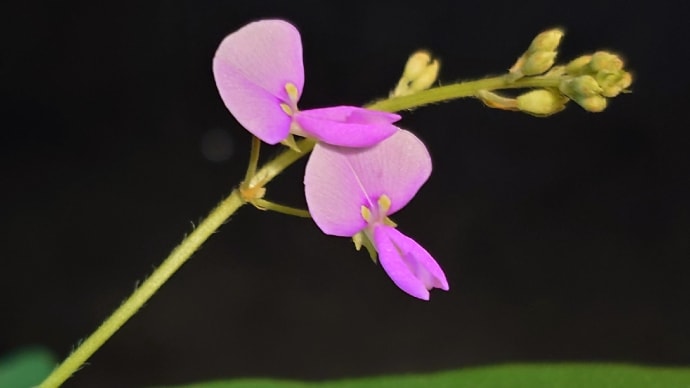 ちょっと道草…要注意なこの花が咲き出したので(荒地盗人萩…)、気を付けて