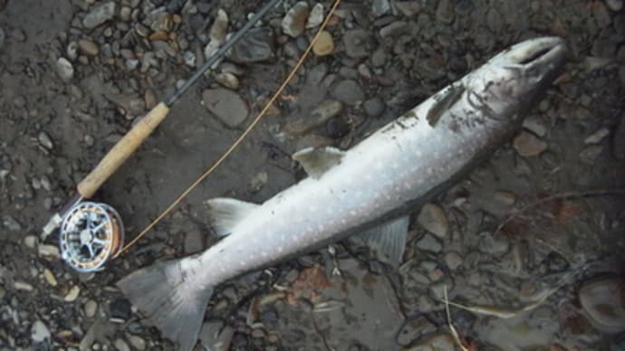 かわせみ夫婦行脚釣りの旅