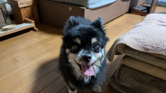 動物病院へ・・ U。・ェ・。Uノ (=^・^=)