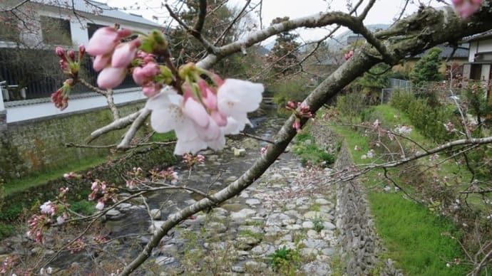 この木は2分咲き3分咲き