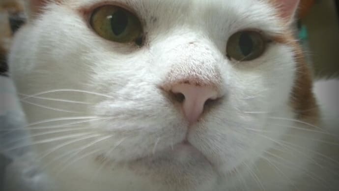保護猫ばんざい！