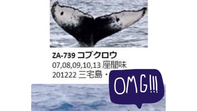 クジラの尾ビレからわかったこと。
