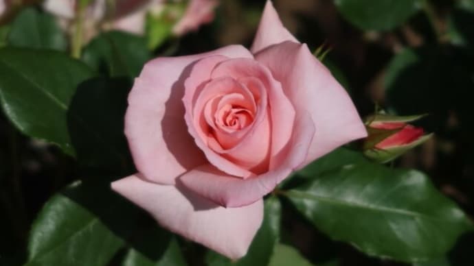 北公園の薔薇