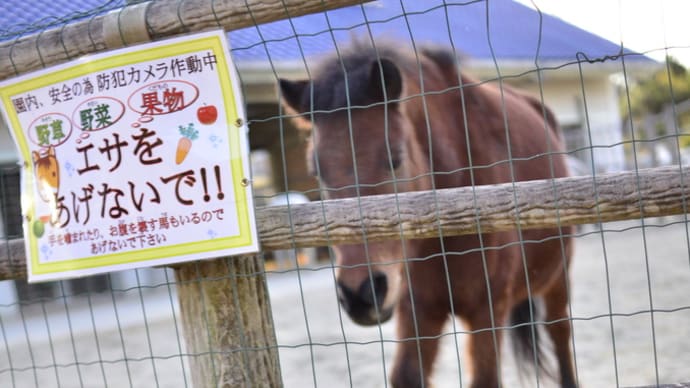 野間馬!