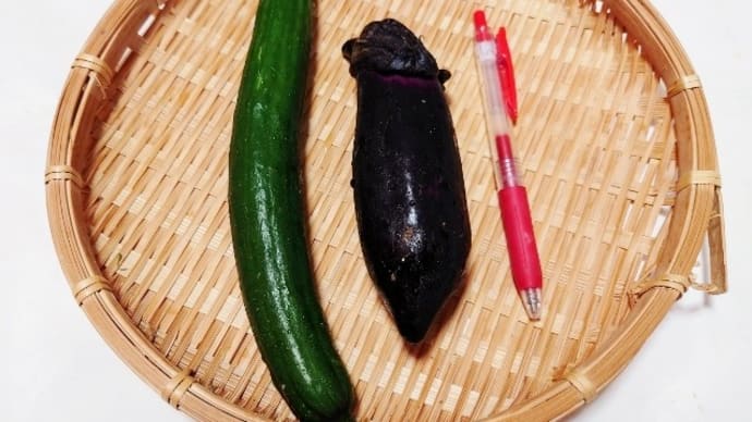 きゅうりとなすが1本ずつ採れたので