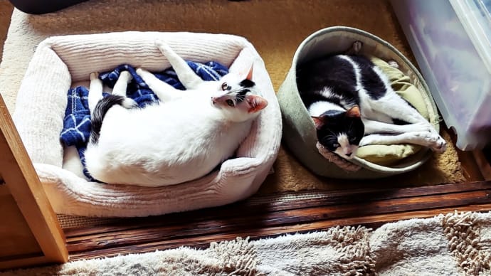 珍しいな