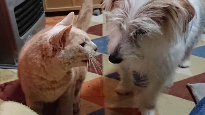 競う 犬 猫