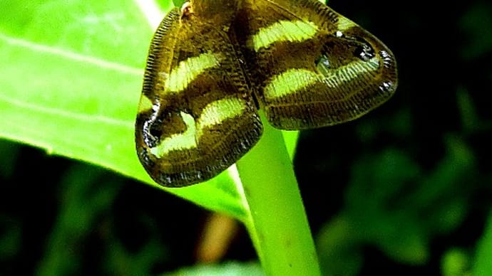 ガに似ているベッコウハゴロモは、カメムシ目でした。その他スケバハゴロモ等