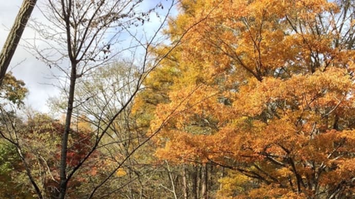 Des dur autumn leaves