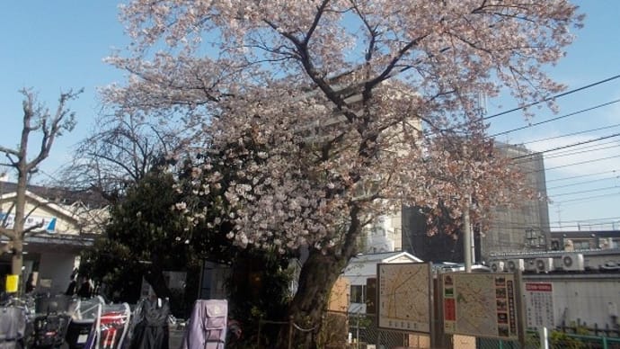 今朝の桜