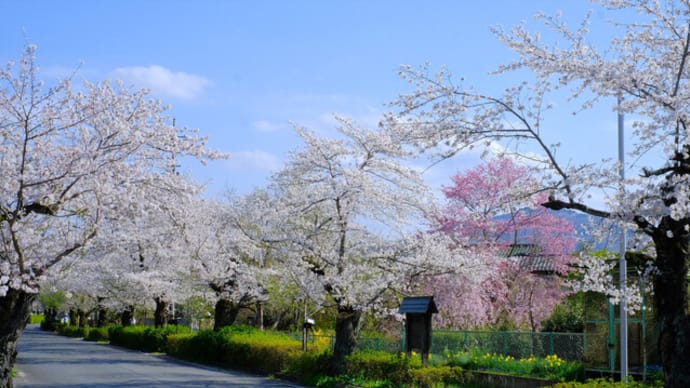sakeの歩窓から(長瀞の桜)