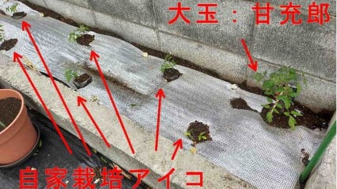 ミニトマト:アイコを植え替えました