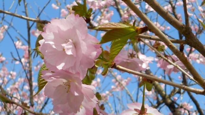 芝桜を見に出かけて、山桜に出会った ちょっと訂正