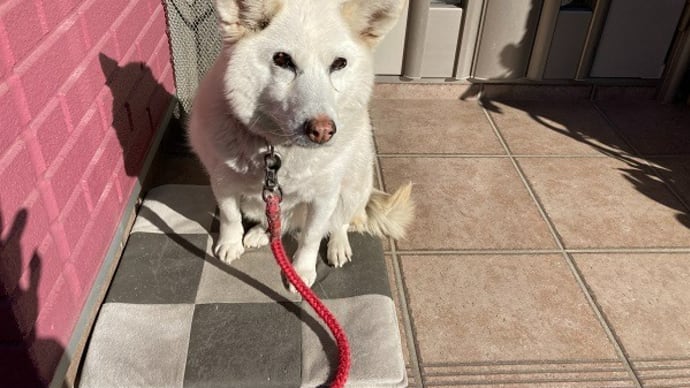 犬と猫との暮らし時々仕立てします~ユニセフ支援ギフト申し込み~