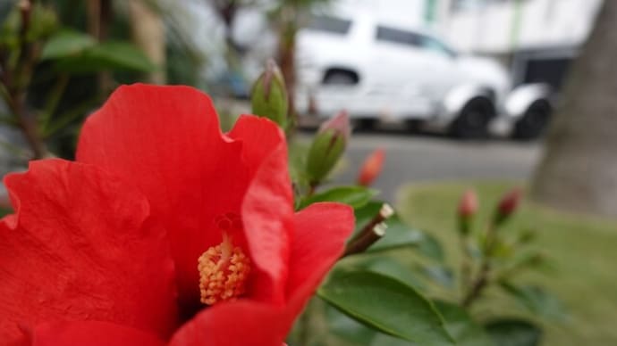 11/24 Hibiscus