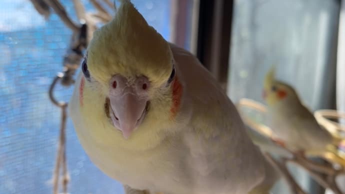 販売中のオカメインコ チーム🐥