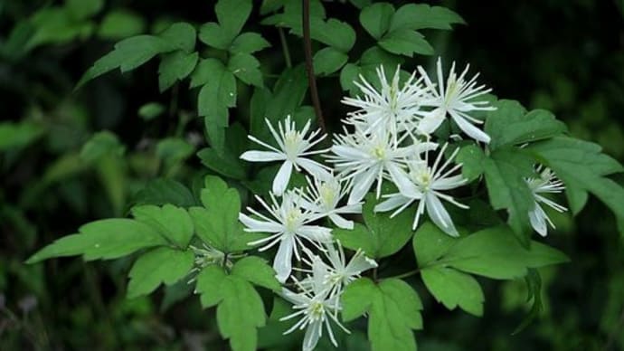 夏の花たち