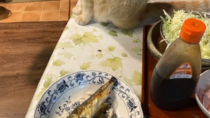 鮎が大好きニャンコたち😸