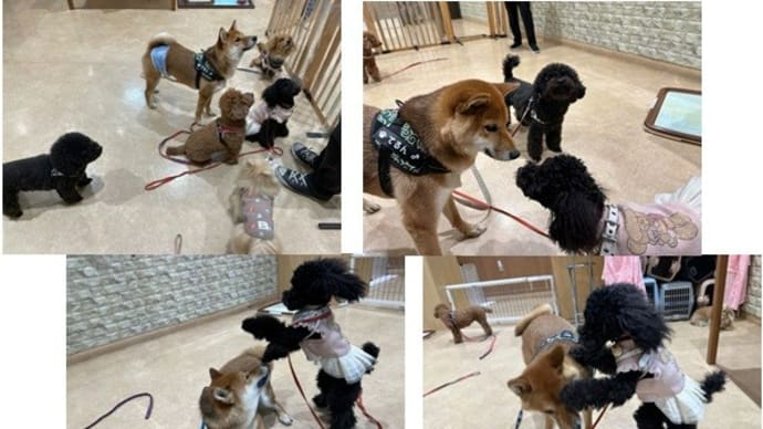 れあ、犬の小学校2-1回目