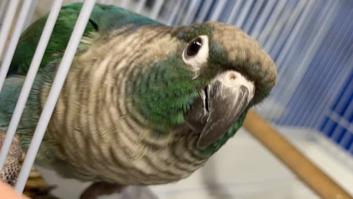 ⚫︎ウロコインコ バイオレットカラー⚫︎