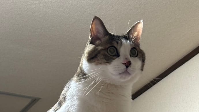 コテblog🐱🎁🐱🎁🐱