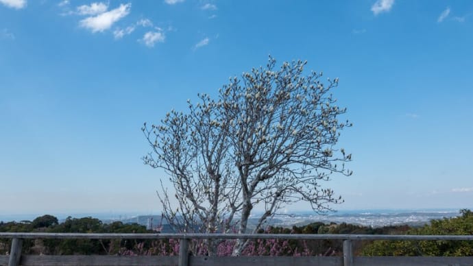 木蘭の涙 〜acoustic〜