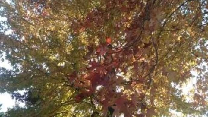 紅葉は人をセンチメンタルにする？！