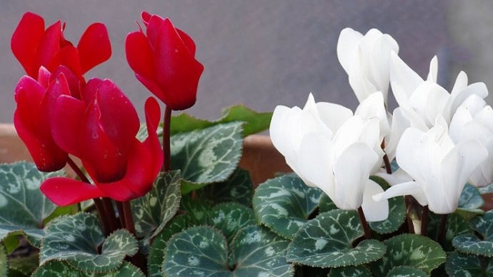 赤と白のシクラメンの花