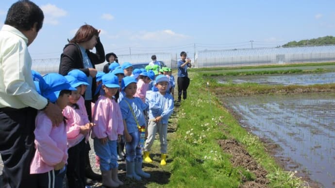 田んぼ見学を年長で行きました