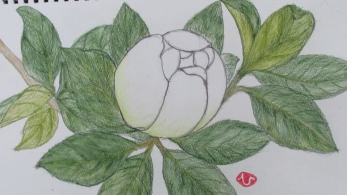 泰山朴の蕾