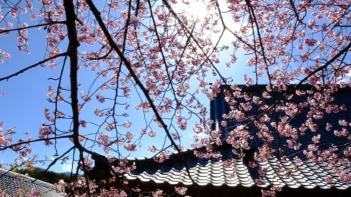20240215 鋸南町保田では頼朝桜が咲いています