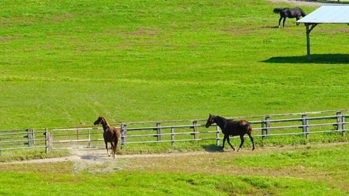 Horse☆新冠町・サラブレッド銀座駐車公園から