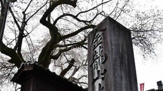 泰雲寺 しだれ桜 満開。