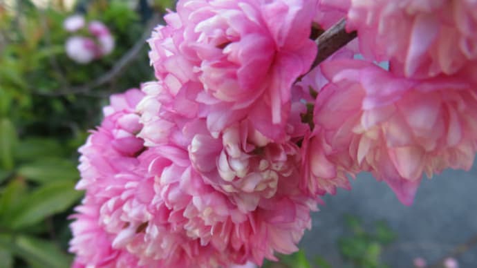 庭桜?