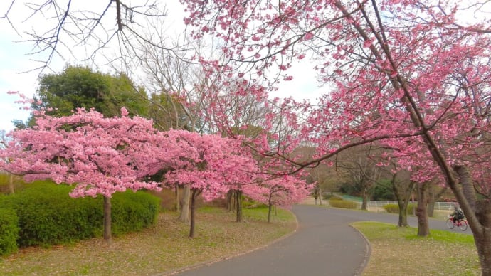 河津桜メジロ 、オカメ桜メジロ・・・2月28日 鶴見緑地公園で