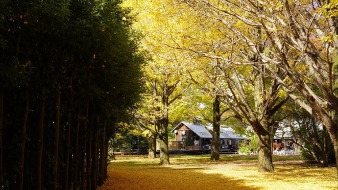 昭和記念公園・イチョウの黄葉