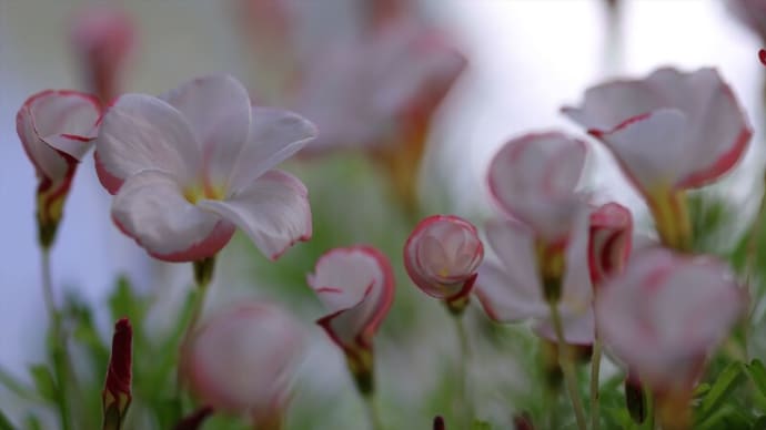 ●我が家の12月の花(7) オキザリス・パーシーカラー