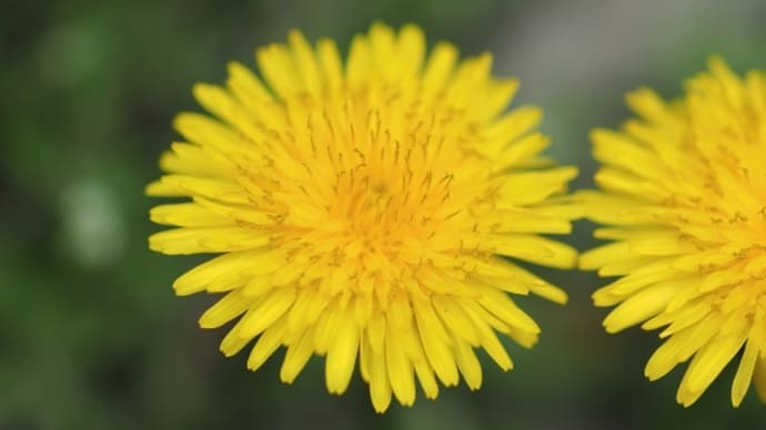 花の紫外線吸収と反射・雑草編