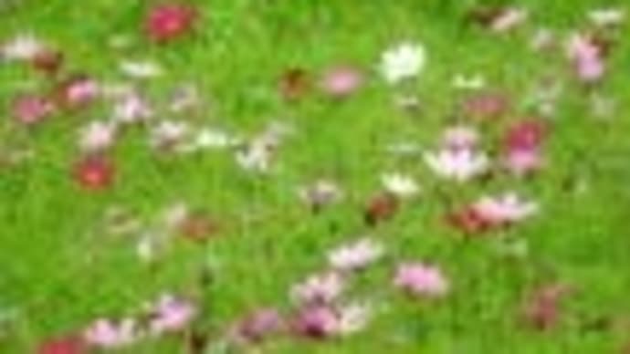 桑畑晃蔵のドラクエ大好き超絶DQブログ!季節のお花をパシャリ!♪