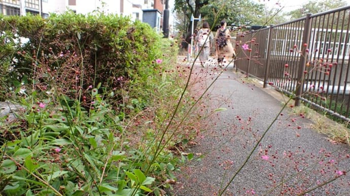 遊歩道のハゼラン