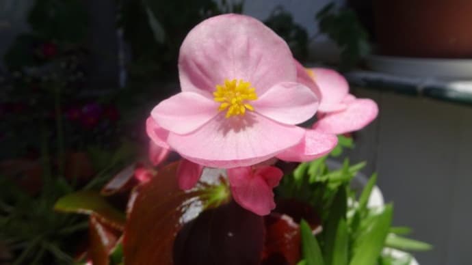 5月の庭の花