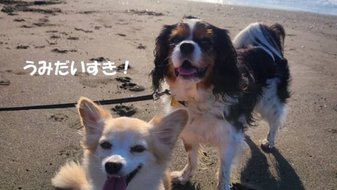 辻堂海岸であさんぽ