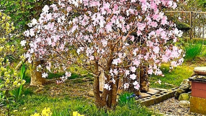我が猫額庭園で、クロフネツツジの花が満開です